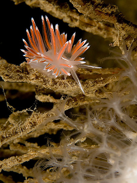 Nudibranch on a branch